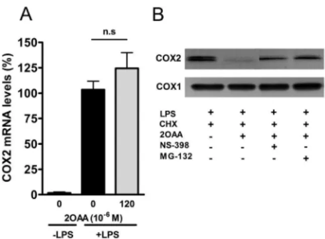 Figure 6. 2OAA attenuates the increase in iNOS protein levels and NO production induced by LPS in BV2 murine microglial cells