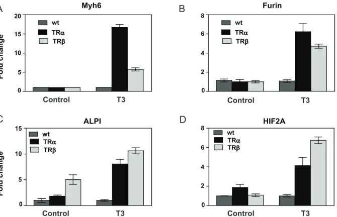 Figure 12. Verification of TR subtype preferences in gene regulation pattern. A, Myh6 B, furin