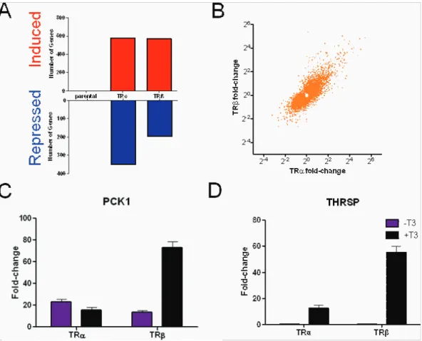 Figure 7. T 3 Responses in HeLa cells. A. Numbers of genes that meet cutoffs for fold T 3 activation (upper panel, blue) or repression (lower panel, red) in HeLa-TRa and Hela-TRb cells at 24 hrs treatment, as in Fig