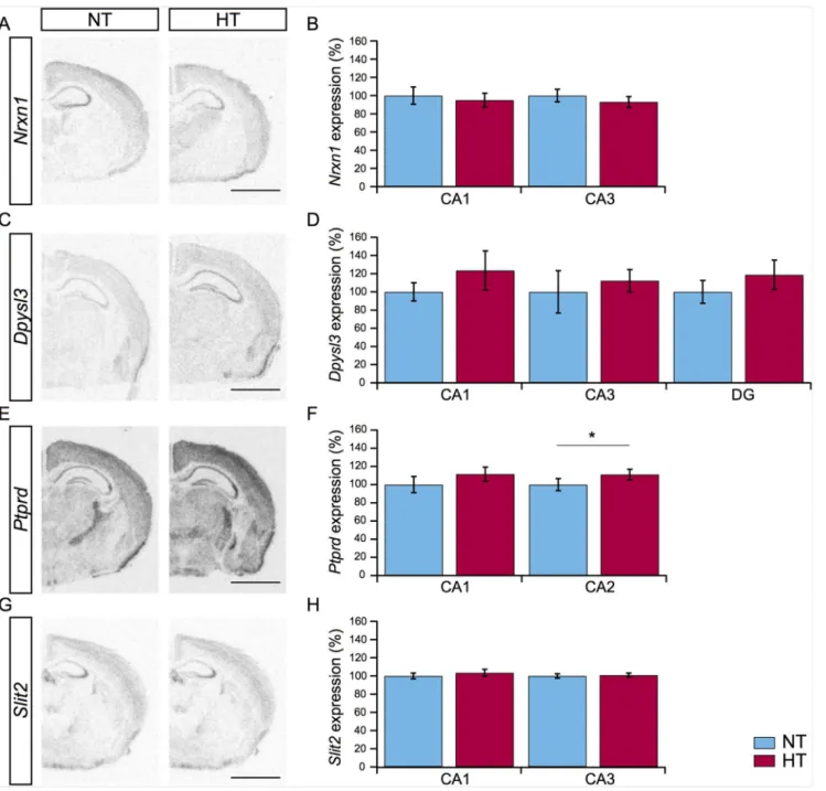 Fig 5. Expression of candidate genes mRNA related to structural reorganization. (A, C, E, G) Representative images of Nrxn1, Dpysl3, Ptprd, and Slit2 gene expression in the hippocampus of NT (left panel) and HT (right panel) animals three days after eFS