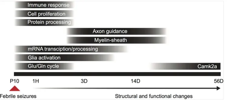 Fig 7. Timed regulation of biological processes after eFS. Bar blackness indicates the peak effect of the process