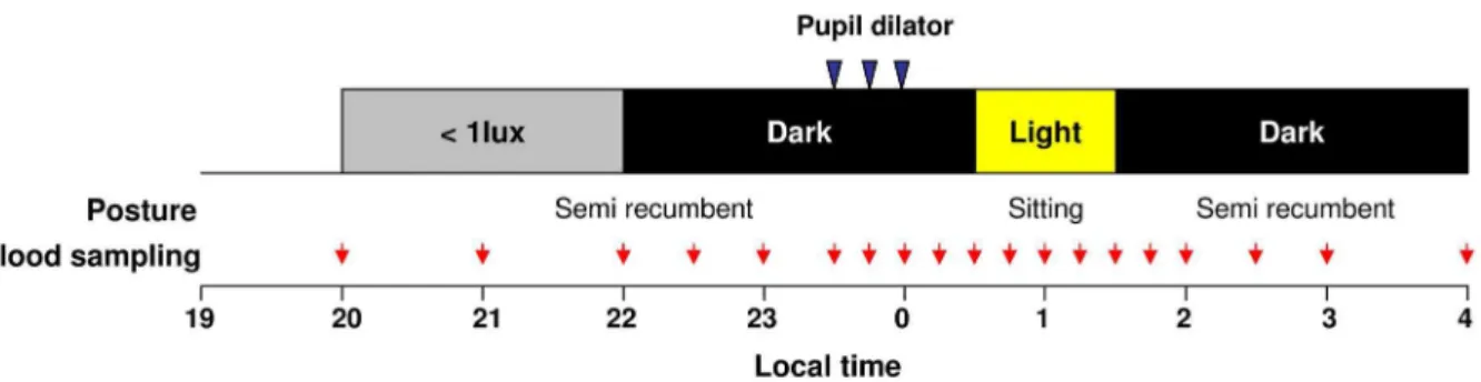 Figure 1. Melatonin suppression protocol. Experimental sessions started at 20:00 h and lasted until 04:00 h