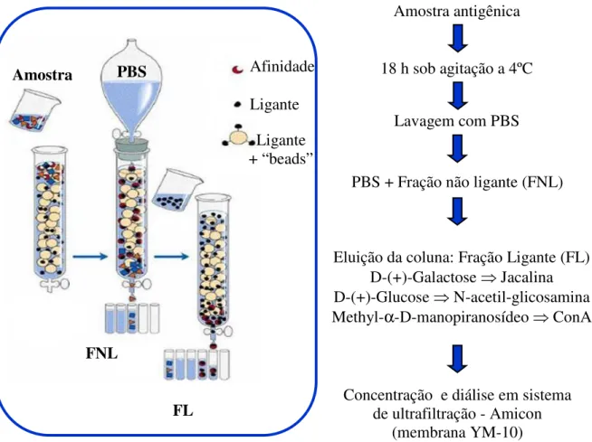 Figura  2.  Esquema  do  processo  de  cromatografia  de  afinidade.    PBS:  solução  salina  tamponada com fosfato, FNL: fração não ligante, FL: fração ligante