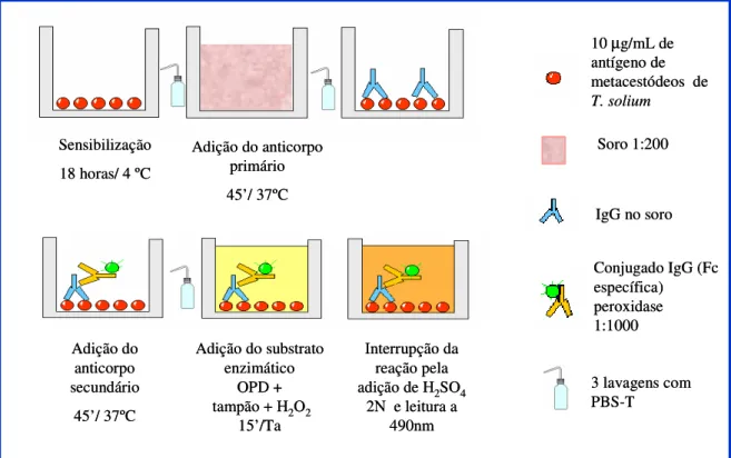 Figura 3. Esquema do ensaio imunoenzimático ELISA para determinação dos níveis de  IgG específica frente às frações antigênicas de metacestódeo de T