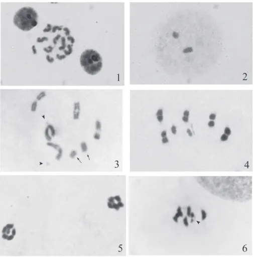 Figs 1-6. Chromosomal complement of Dieuches coloratus, 2n = 10A+2m+XY. 1- spermatogonial prometa- prometa-phase