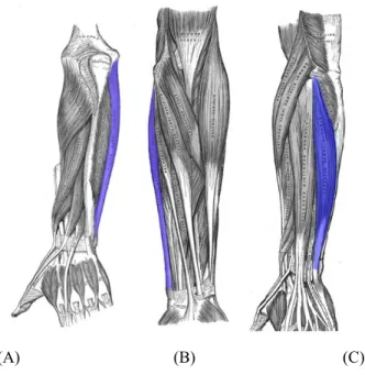 Figura 2.3 - Localização dos músculos flexor e extensor ulnar do carpo (em azul), muito utilizados para a  detecção do tremor nos membros superiores
