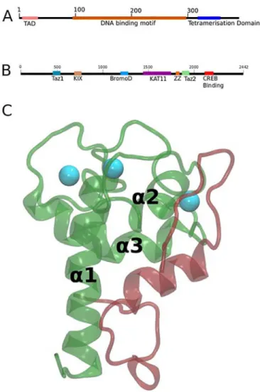 Fig 1. Structure of CBP and p53. (A) Domain structure of p53. (B) Domain structure of CREB Binding Protein (CBP)