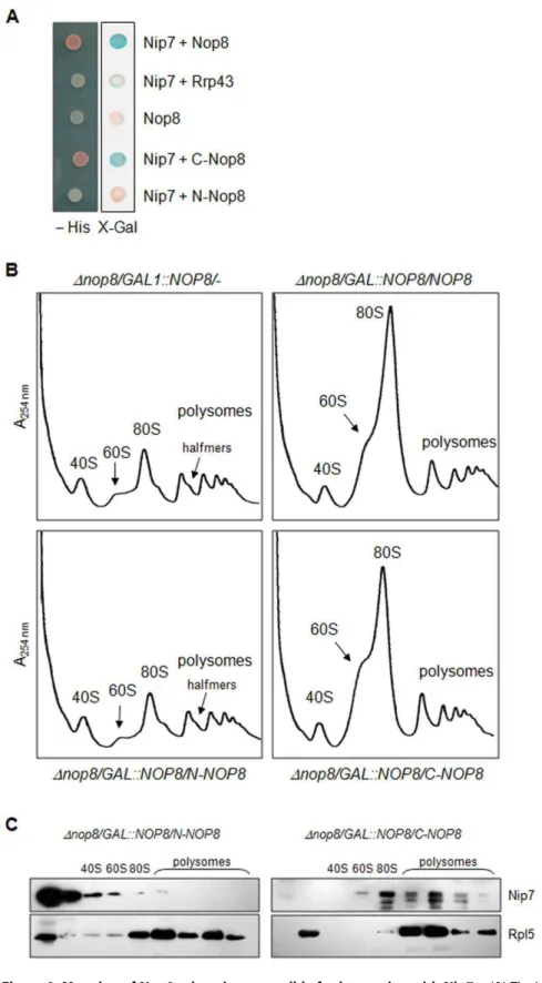 Figure 8. Mapping of Nop8p domain responsible for interaction with Nip7p. (A) The interaction between Nop8p truncation mutants and Nip7p was analyzed using the two-hybrid system