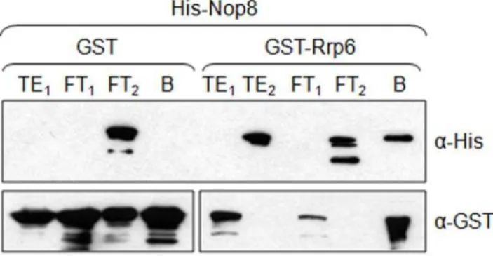 Figure 9. Nop8p interacts with the exosome subunit Rrp6p.