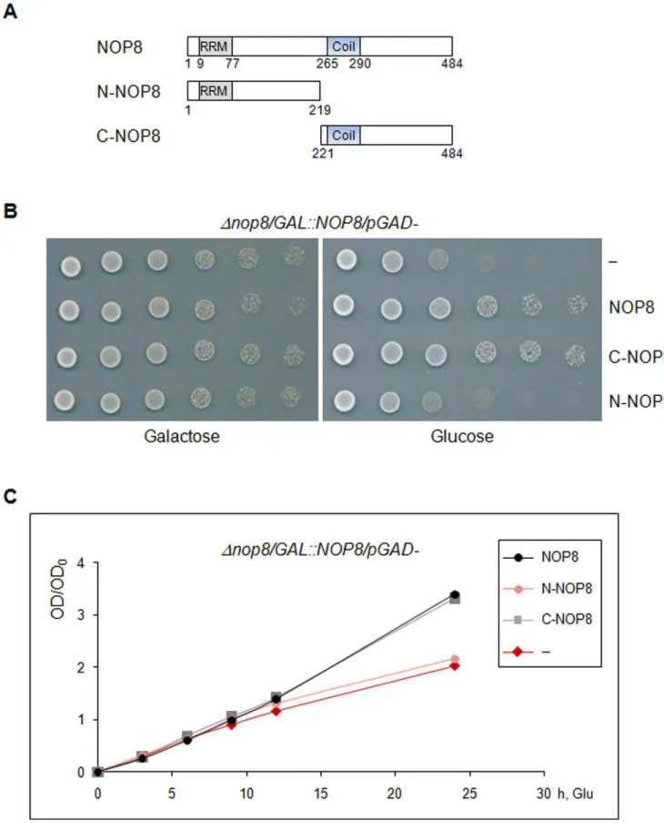 Figure 1. Complementation analysis of Dnop8/GAL::NOP8 strain by the truncated mutants of Nop8p, N-Nop8p and C-Nop8p