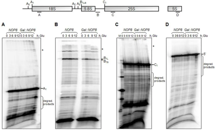 Figure 5. Processing of 35S pre-rRNA was analyzed by primer extension reactions of total RNA extracted from cells growing in media containing either galactose (0 h) or glucose (up to 12 h)