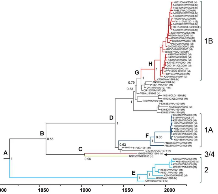 Fig 4. Bayesian MCC phylogenetic tree for MVEV prM-Env sequences. Divergence times and branch lengths are drawn according to the time scale bar (in years), such that the tips of the tree correspond to sampling date of each virus strain