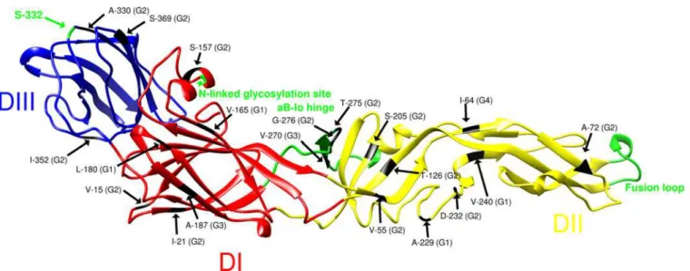 Fig 3. Location of genotype-defining amino acid residues and motifs in the ectodomain of the MVEV Env protein, based on the crystal structure of JEV [42]