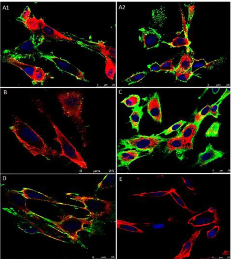 Figure 2. Assay of rVpmaX adhesion and adhesion inhibition to EBL cells visualized by confocal laser scanning microscopy