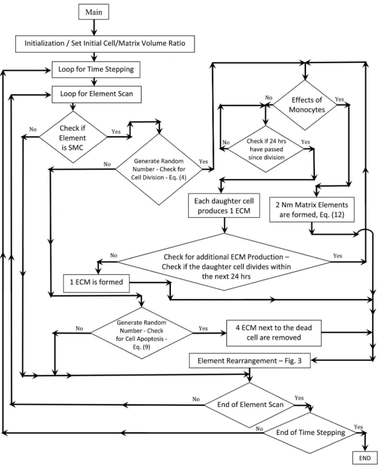 Figure 3. Flow Chart of the Rule-Based Simulation of Vein Graft Remodeling.