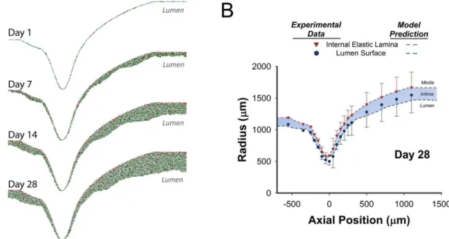 Figure 8. Agent-Based Model Results for a Focal Mid-Graft Stenosis Simulation. A. 2-D simulation results at 1, 7, 14, and 28 days after implantation