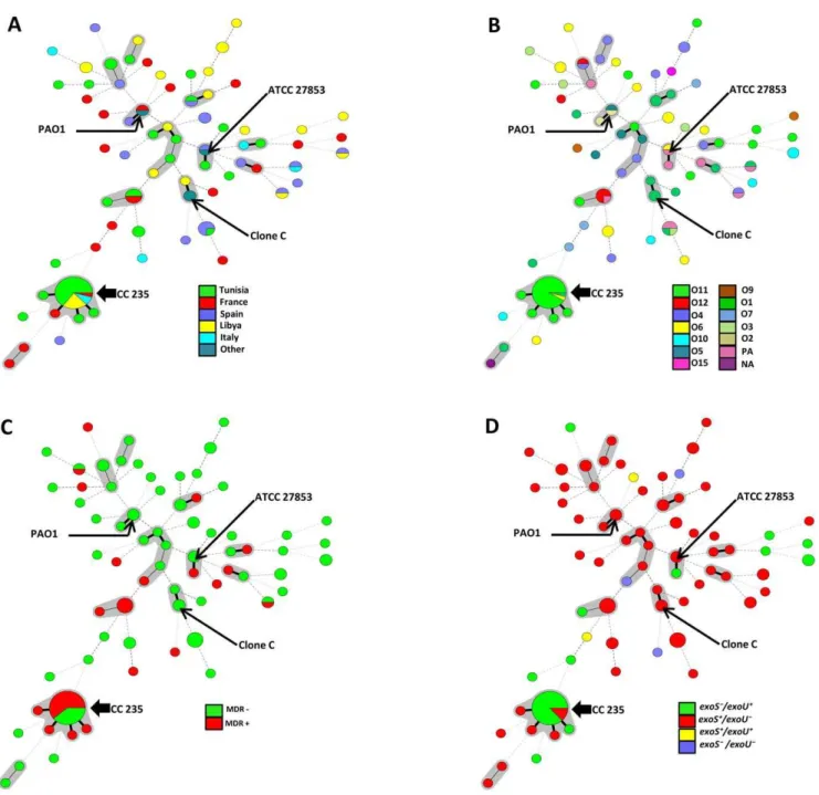 Figure 1. Minimal Spanning Tree (MST) analysis of Pseudomonas aeruginosa strains based on MLST data