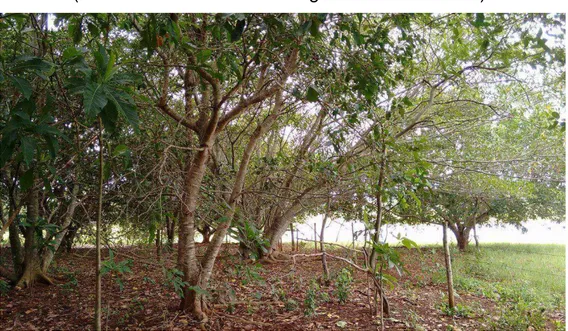 Figura 14: Reflorestamento na Fazenda Malícia já restaurado em Santa Vitória-MG  (Latitude 18°53’26.8’’ S e Longitude 50°20’09.0’’ W)