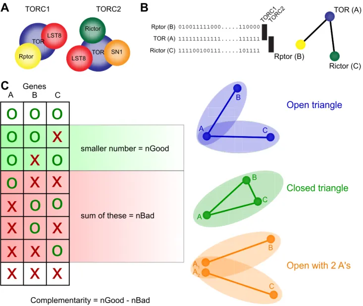 Figure 1. Visualization of complementarity score and illustration of triangle types. (A) Constitution of the two TOR sub-complexes TORC1 and TORC2 complex