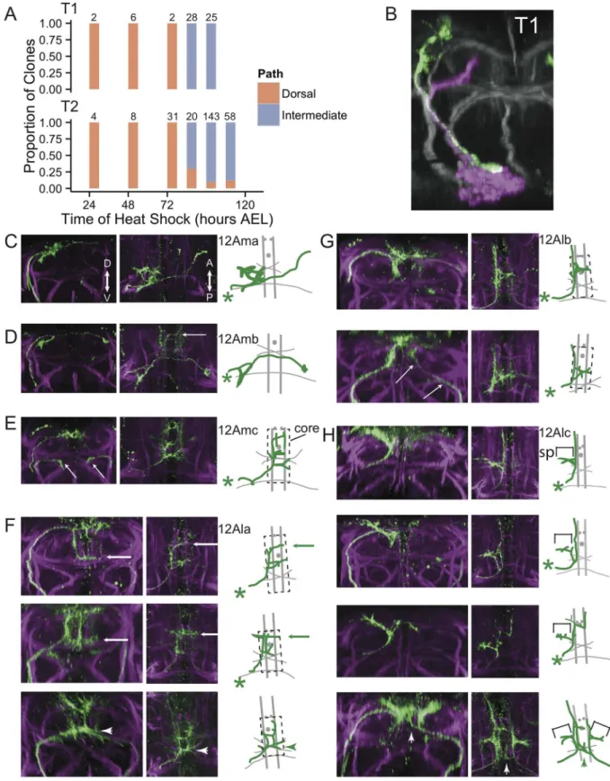 Fig 4. Single-neuron clones reveal variable development of late-born 12A neurons in T2