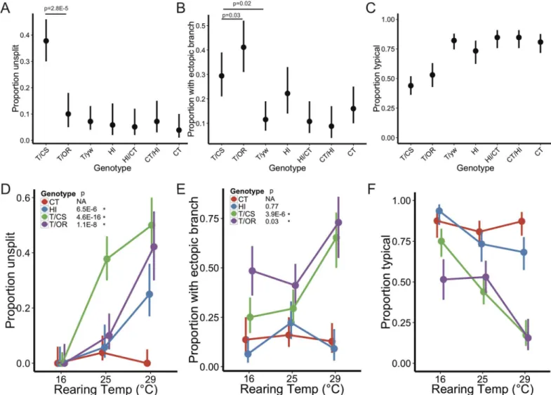 Fig 7. 12A variability is sensitive to genetic background and temperature. (A-B) Proportions of unsplit hemilineages and ectopic branching in various genotypes at 25°C
