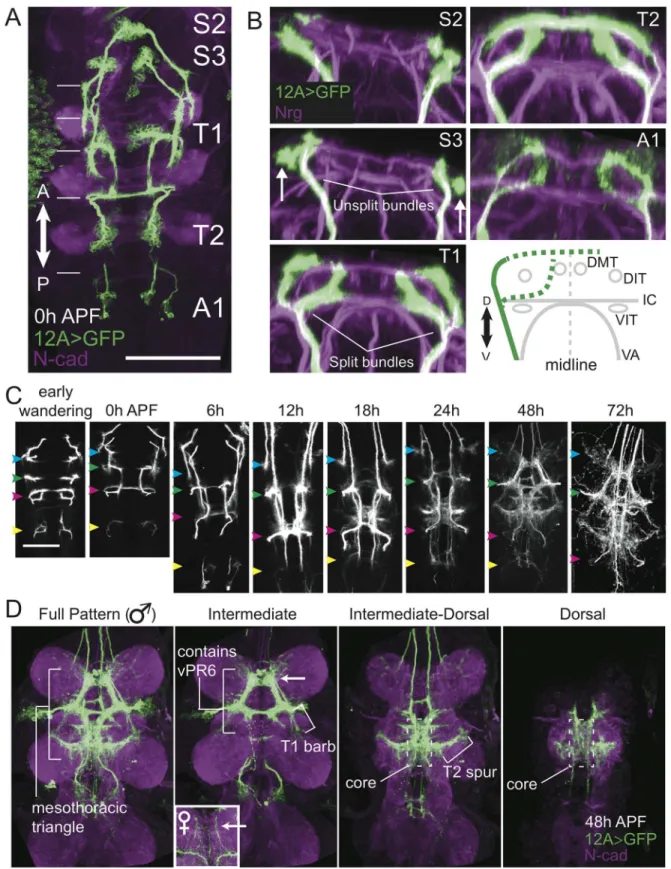 Fig 2. Typical development of hemilineage 12A. (A) Confocal z-projection (dorsal view) of the ventral CNS showing the hemilineage 12A clusters at puparium formation (0 hr APF)