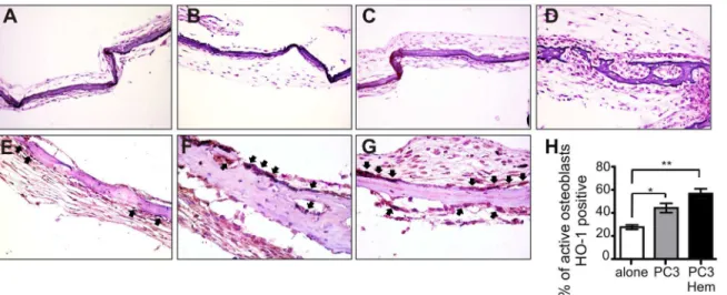Figure 7.  Co-culture with HO-1-induced PC3 cells increased HO-1 expression in bone explants
