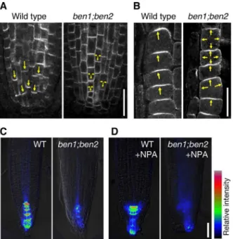 Figure 5. ben mutations alter the pattern of organ initiation and primordia morphology