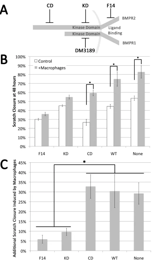 Figure 7. Macrophages induce increased scratch closure in smooth muscle in a manner dependent on intact BMPR2 receptor (A) Macrophage conditioned media inhibits BMP pathway activity in A7r5 vascular smooth muscle cells by BMP response  element-luciferase r
