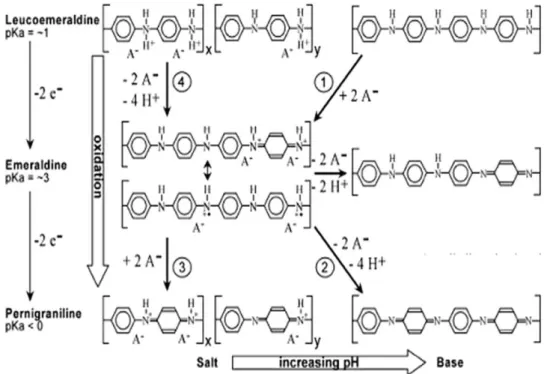 Figure 7. Cyclic voltammograms of PG8, polyaniline, graphite oxide and graphene 