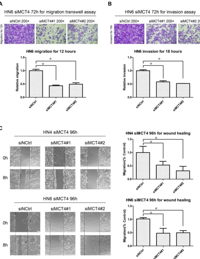 Figure 5. Effect of MCT4 knock-down on migration and invasion. A–B. Migration (A) and invasion assays (B) were performed at the indicated time points using HN6 cells transfected with MCT4 siRNA (#1 and #2) or a negative control (siNCtrl)