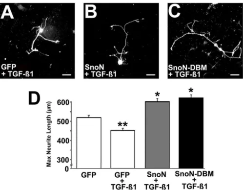 Figure 2.  SnoN Overexpression Overcomes TGF-β1 Inhibition.  (A) Neurite outgrowth in primary adult DRG neurons in the presence of TGF-β1