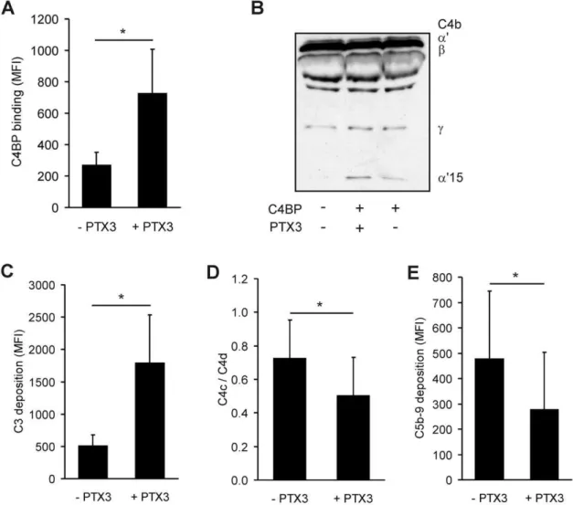 Figure 8. The role of the PTX3-C4BP interaction on apoptotic cells. (A) Binding of C4BP to late apoptotic Jurkat cells was measured without or with preincubation with PTX3 (15 mg/ml) by flow cytometry