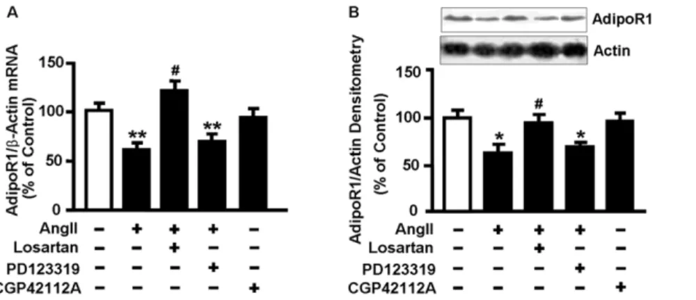 Figure 4. The AngII-induced decrease in AdipoR1 expression involves ERK1/2 activation and ROS production
