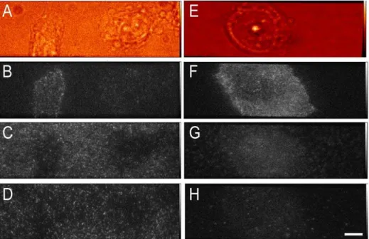 Figure 7. Representative images of cells exposed to labelled proteins. Panel A–D: representative images of CHO-EGFR-eGFP cells grown on uncoated glass