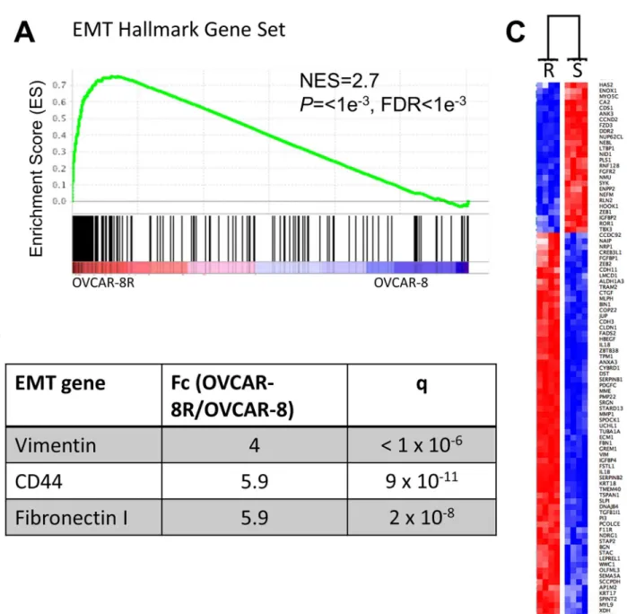 Fig 3. Cisplatin resistance genes significantly overlap with genes associated with the mesenchymal state