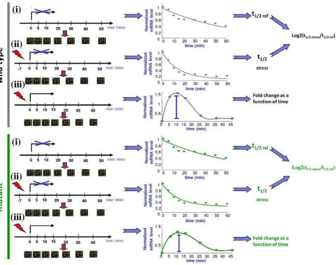 Figure 1. A schematic illustration of the experimental procedure. For each strain three types of experiments were conducted: (i) a reference decay experiment where decay kinetics was measured after transcription inhibition without applying additional stres