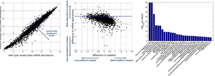 Figure 4. Wild type and mutant differences in basal conditions. (A) correlation of steady state mRNA abundance measurements between the wild type and mutant strain