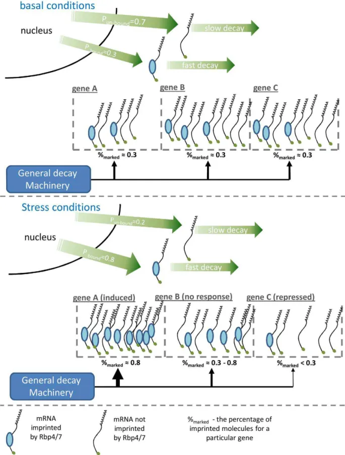 Figure 5. A schematic illustration of the suggested model explaining the genome-wide effect of Rpb4/7