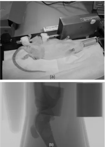Fig. 3. (a) Anesthetized rat positioned in the loading machine, (b) x-ray of knee joint, two phantoms, and a tube of water.