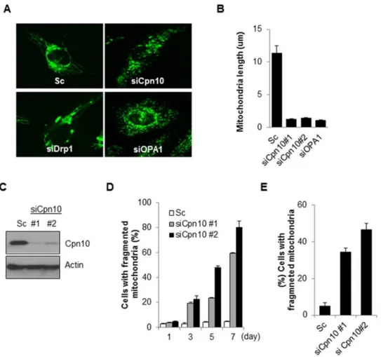 Figure 1. Down-regulation of Cpn10 induces mitochondrial fragmentation in neuroblastoma cells