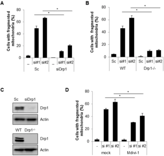 Figure 2. Inhibition of Drp1 suppresses mitochondria fragmentation induced by loss of Cpn10