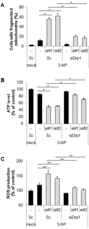 Figure 4. Suppression of Cpn10 exacerbates 3-NP-mediated mitochondrial dysfunction in SK-N-MC cells