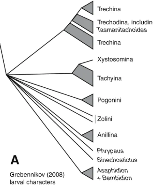 Figure 1. Phylogenies of Trechitae from morphological studies A Strict consensus tree of most parsimo- parsimo-nious trees from larval data, with all characters treated as unordered, from Grebennikov (2008); this is  the tree presented in Grebennikov (2008