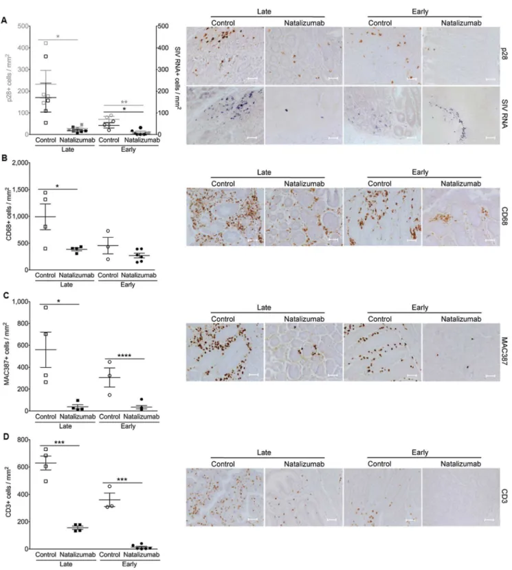Figure 4. Natalizumab reduces accumulation of productively infected cells, CD3 + T cells, and MAC387 + monocytes to gut