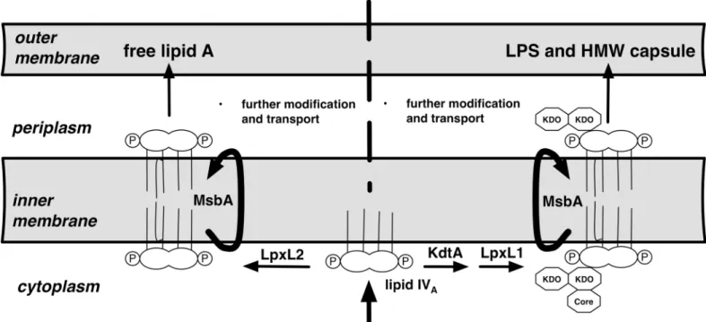 Fig 5. Hypothesis of possible mechanistic bases of distinct fatty acid composition of free lipid A vs