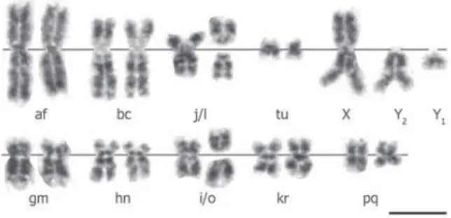 Figure 4 shows an example of the ﬁ nal  product of chromosome preparation after  air-drying