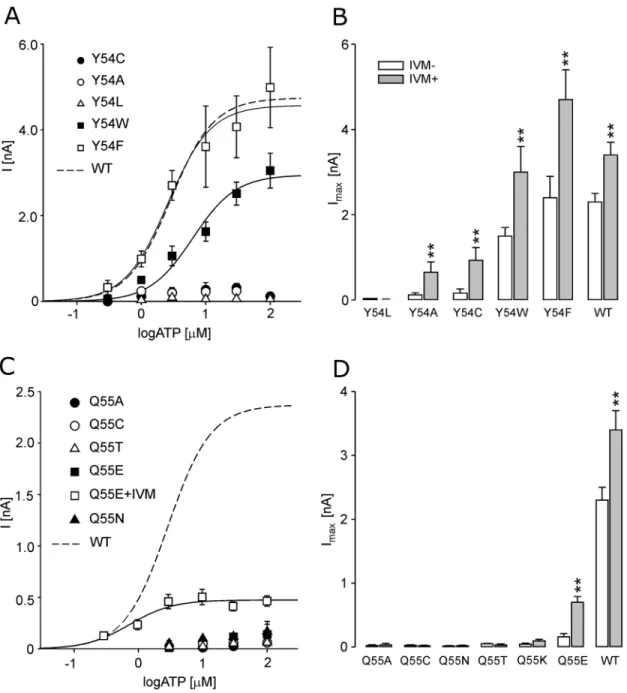 Figure 1B shows the typical current responses of the alanine mutants to 100 mM ATP for 60 s and Fig