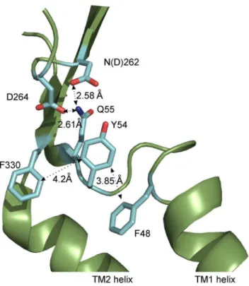 Fig. 5B) of the amino acid side chain substituent. These data suggest that hydrophobicity and the size, rather than aromaticity, at position 324 are important for the proper receptor function.