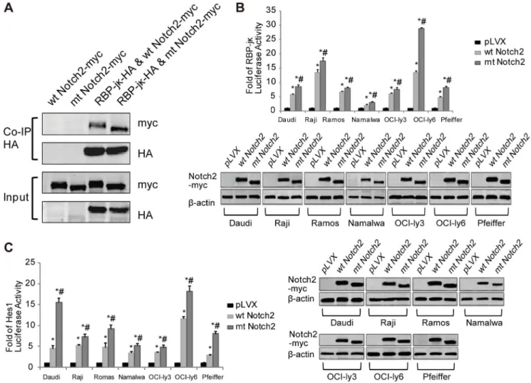 Figure 4. The truncate Notch2 receptor increases the activity of the Notch2 signaling